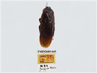 藏品(蜚蠊(2))的圖片